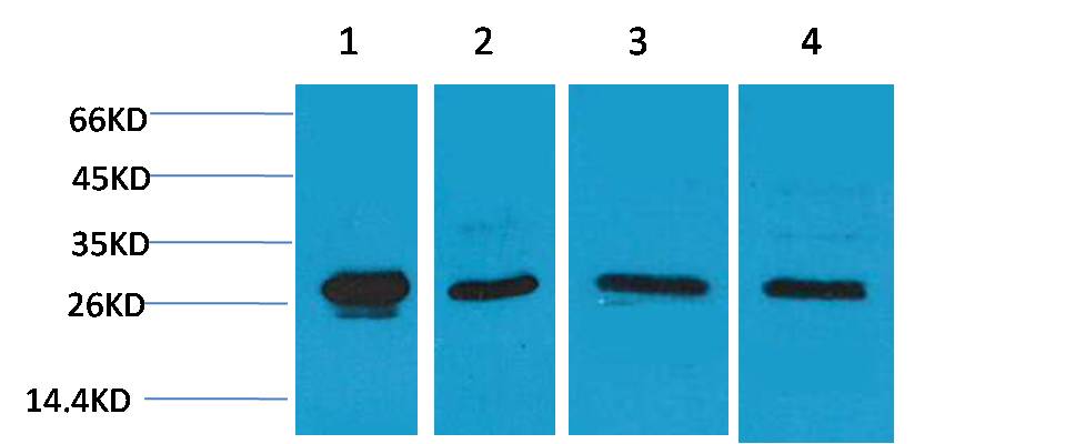 HSP27 Rabbit pAb