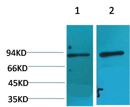 HIF-1 β/ARNT Rabbit pAb