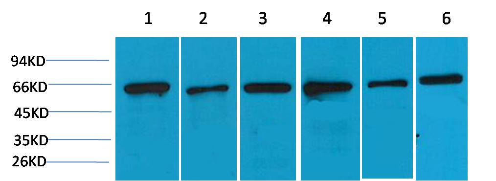 AMPK α2 Rabbit pAb