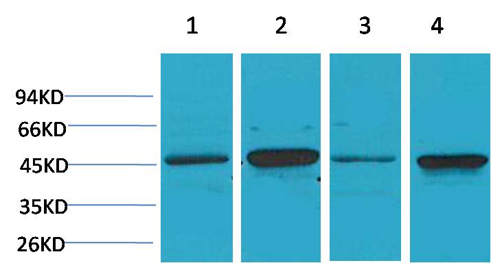 GSK 3β Rabbit pAb