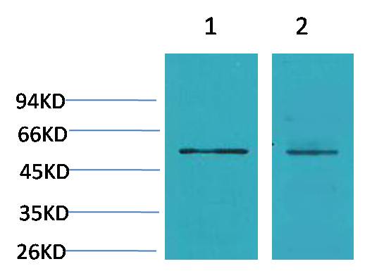 Cav β3 Rabbit pAb