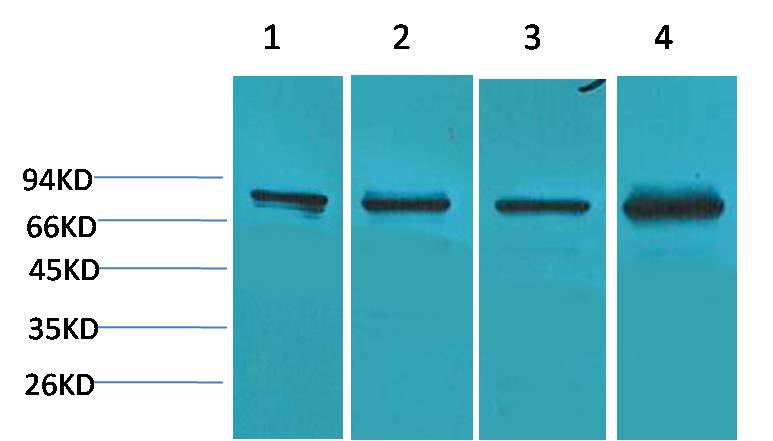 PI3 Kinase P85α  Rabbit pAb