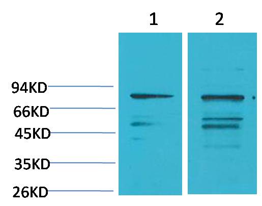 PI3 Kinase P85α  Rabbit pAb