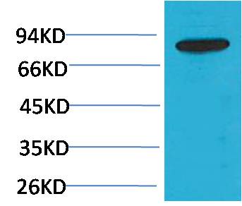 PI3 Kinase P85β Rabbit pAb
