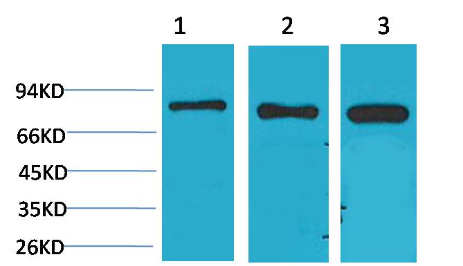 P70 S6 Kinase Rabbit pAb