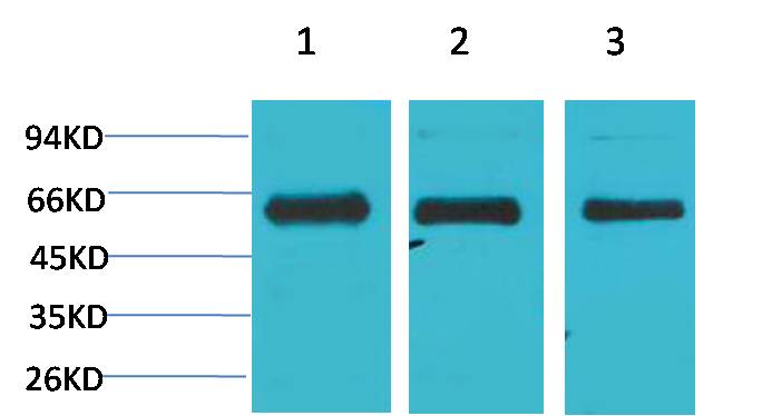 AMPKα1  Rabbit pAb