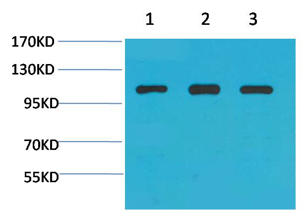 α-actinin Rabbit pAb