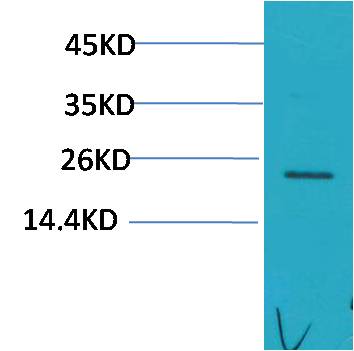 HSPB8/HSP22 Rabbit pAb