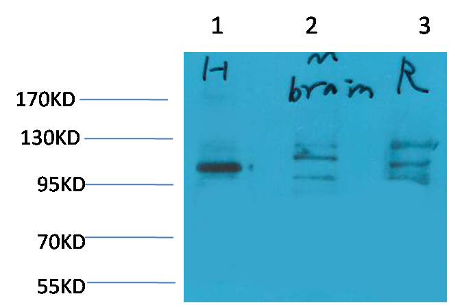 Glutamate Receptor 1 Rabbit pAb