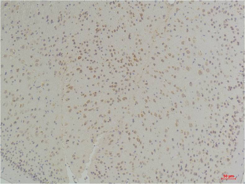 Connexin-26 Rabbit pAb