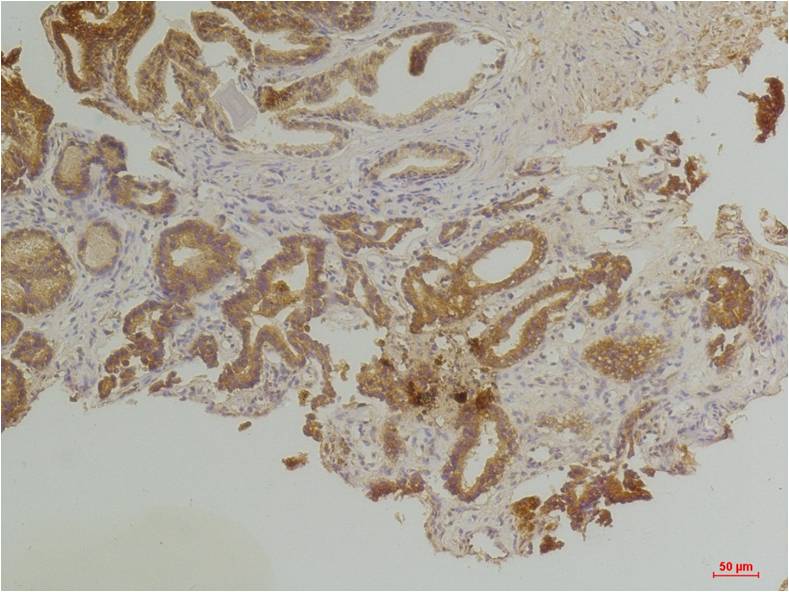 Endothelin B Receptor Rabbit pAb