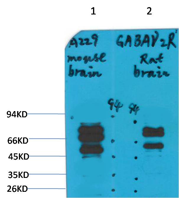 GABA A Receptor γ2 Rabbit pAb