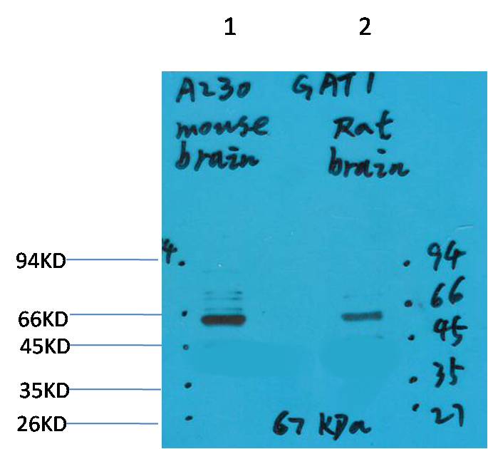 GABA Transporter 1 Rabbit pAb