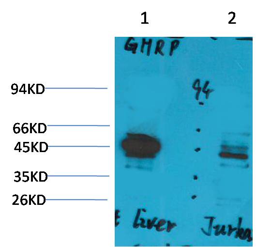 Ghrelin Receptor Rabbit pAb