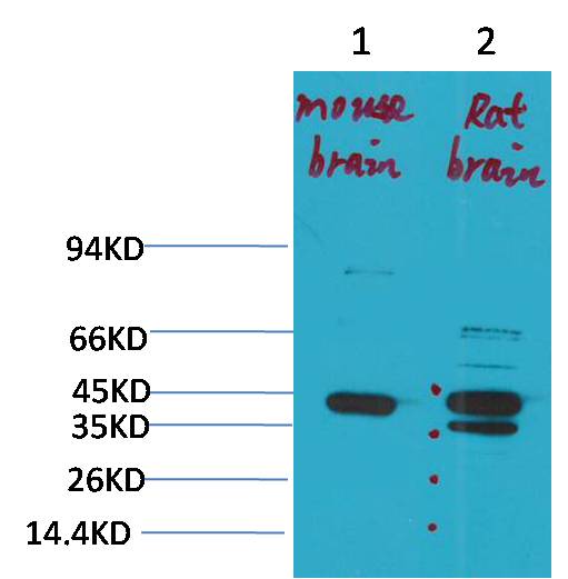 KCNK9(TASK-3) Rabbit pAb
