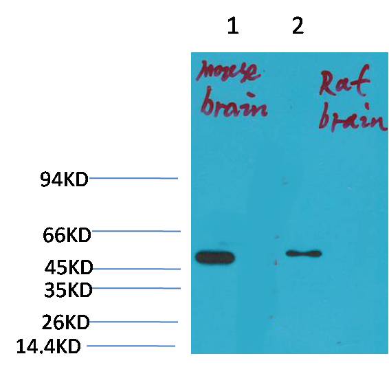 Kv1.1 potassium channel Rabbit pAb