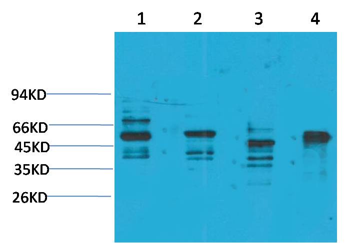 KCNN4(SK4) Rabbit pAb