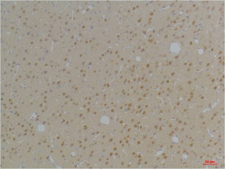 KVβ1 Rabbit pAb