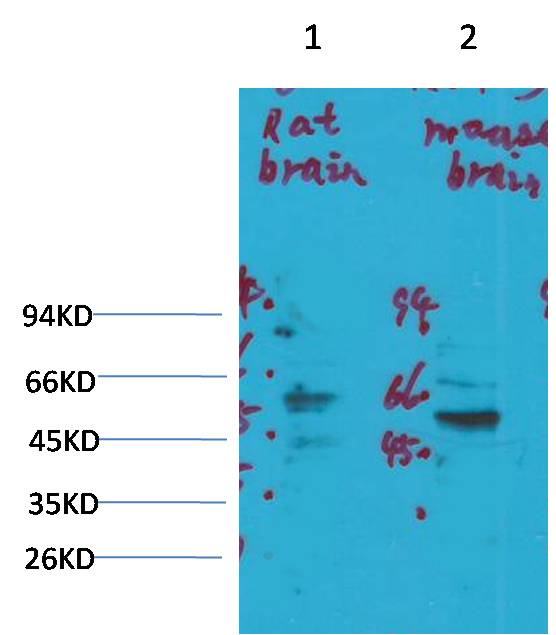 Kv1.3 Rabbit pAb