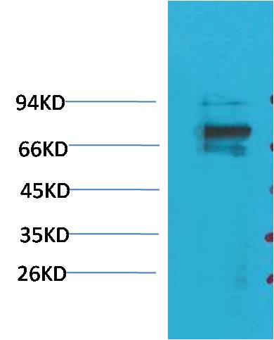 Kv1.5 Rabbit pAb