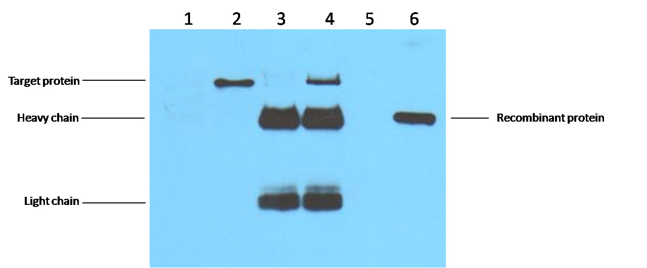 Flag-Tag Mouse mAb