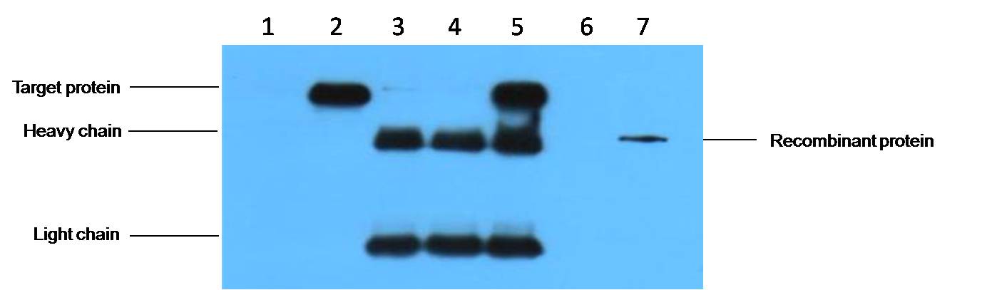 HA-Tag Mouse mAb