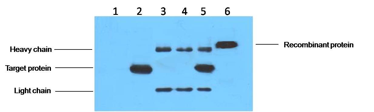 His-Tag Mouse mAb
