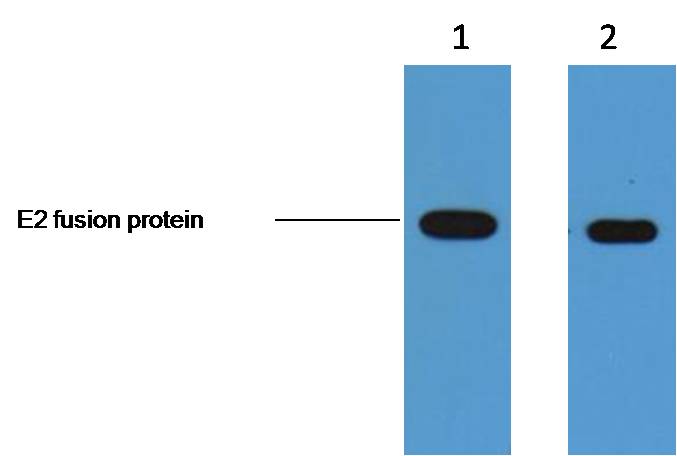 E2-Tag Mouse mAb
