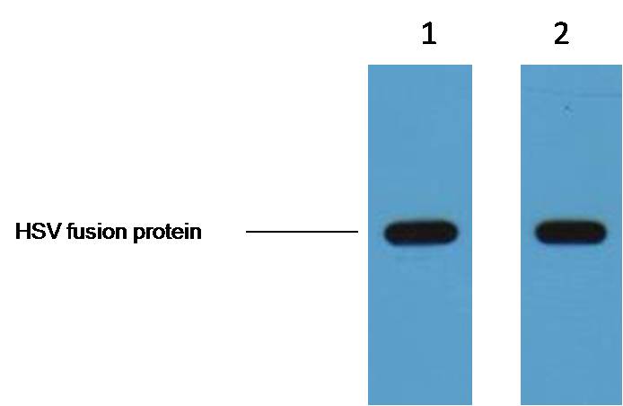 HSV-Tag Mouse mAb