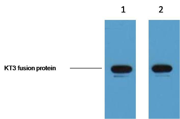 KT3-Tag Mouse mAb