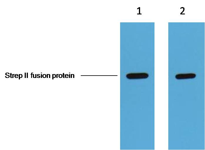 Strep-Tag Mouse mAb