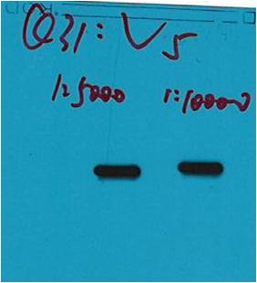 V5-Tag Mouse mAb
