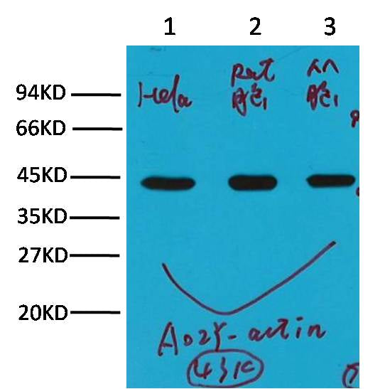 β-actin Mouse mAb