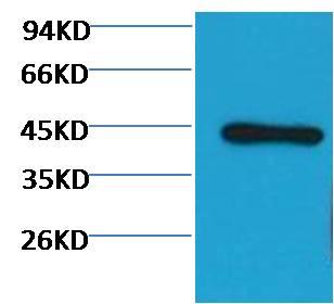 β-actin(HRP Conjugated) Mouse mAb