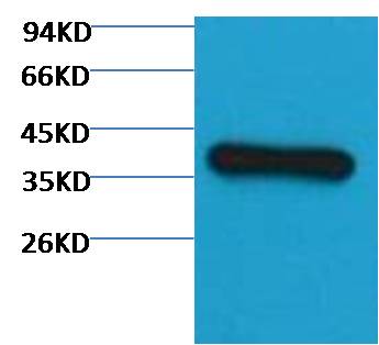 GAPDH(HRP Conjugated) Mouse mAb