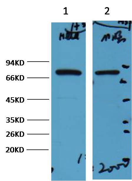 HSP70  Mouse mAb