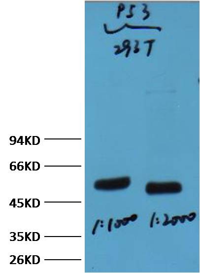 p53 Mouse mAb