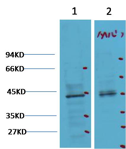 CDX2  Mouse mAb