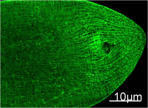Myosin Heavy Chain Mouse mAb