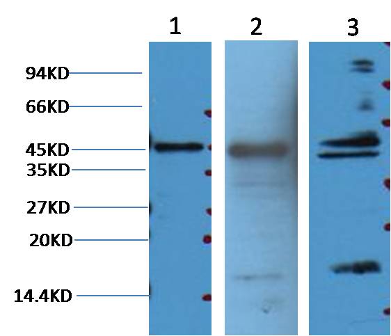 Aquaporin 4  Mouse mAb