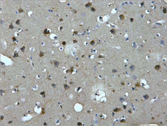 MAP2 Mouse mAb