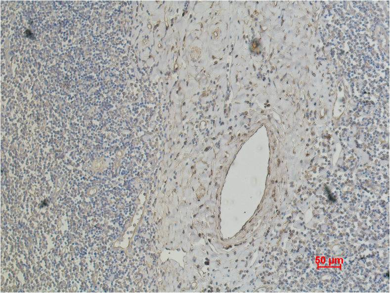 CD4 Mouse mAb