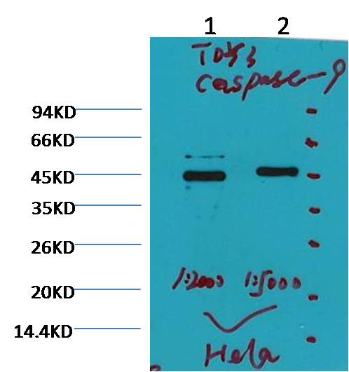 Caspase 9  Mouse mAb
