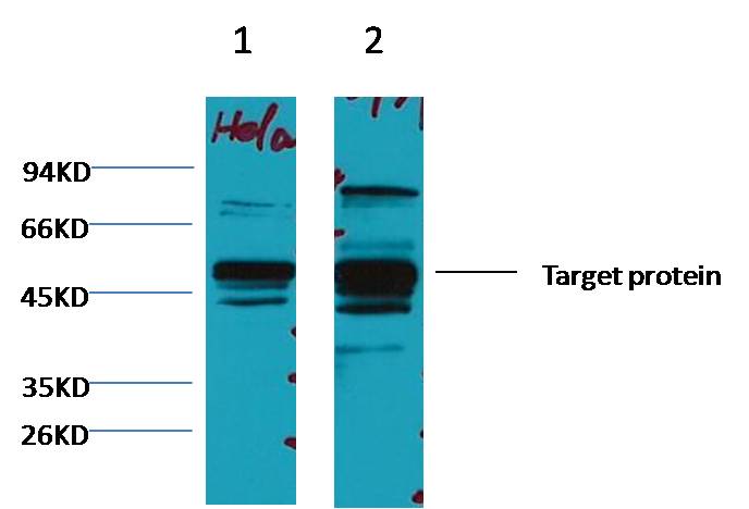 XRCC4  Mouse mAb
