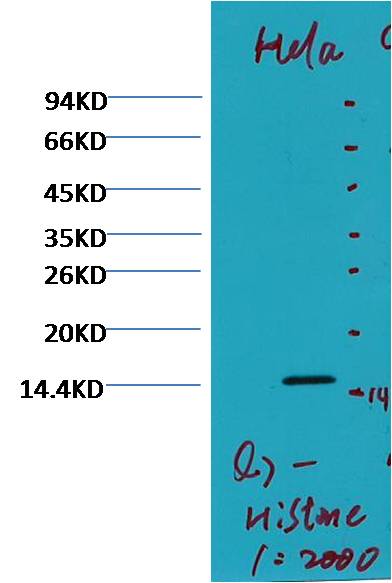Histone H3 (di methyl K79) Mouse mAb