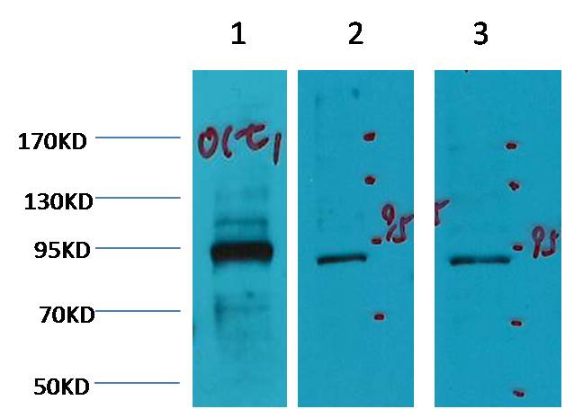 Oct1 Mouse mAb