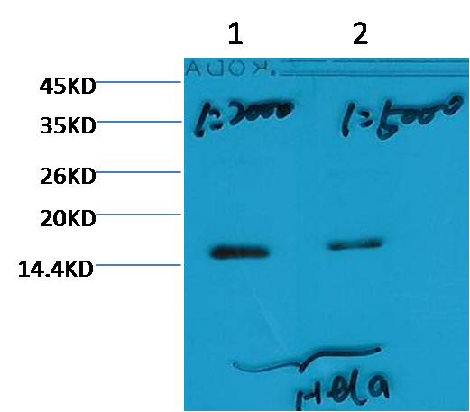 Histone H3 (tri methyl K79)  Mouse mAb