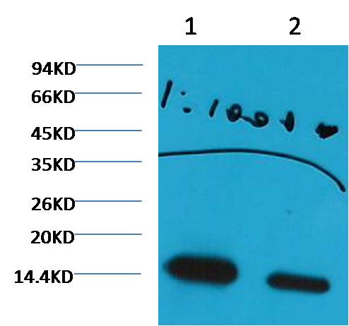 Histone H3(di methyl K27) Mouse mAb