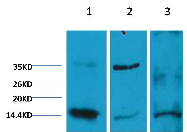 Histone H3(di methyl K9) Mouse mAb