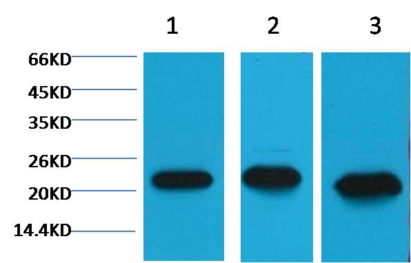 Peroxiredoxin 1 Mouse mAb